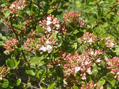 viburnum Anne Russel