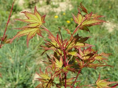 acer palmatum