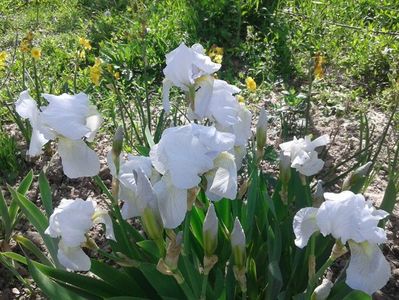 iris alb inaltime medie inflorire aprilie