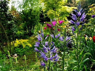 Camassia Leichtlinii