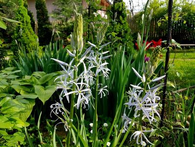 Camassia Caeruleea