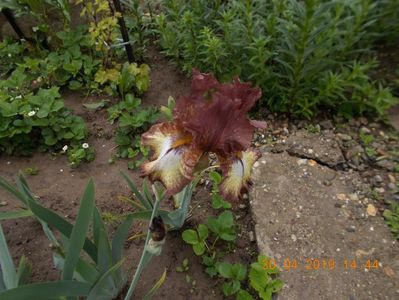 burgundy brown