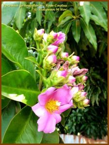 Pereskia grandifolia - Rose Cactus (KBesut)
