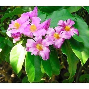 bloemen-flowers-pereskia-grandiflora