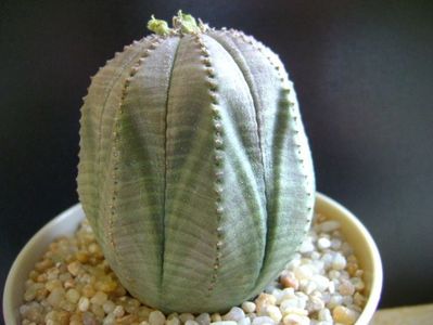 Euphorbia obesa