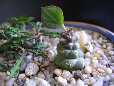 Monadenium ritchiei