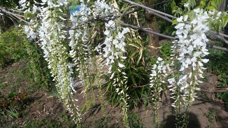 wisteria alba