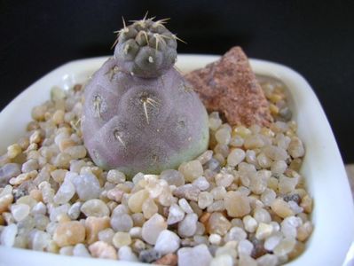 Tephrocactus geometricus