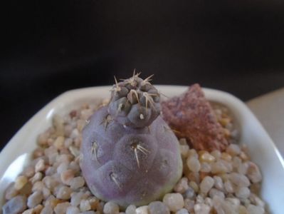 Tephrocactus geometricus