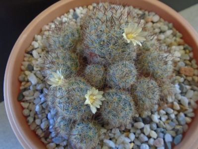 Mammillaria prolifera ssp. texana