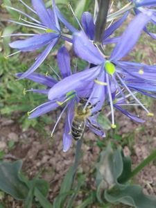 Camassia bleo