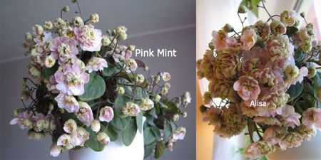 Pink Mint; Poza net

