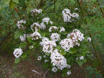 viburnum Anne Russell