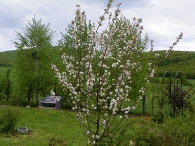 mar Florina
