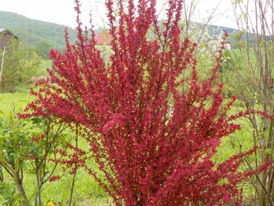 berberis Orange Rocket
