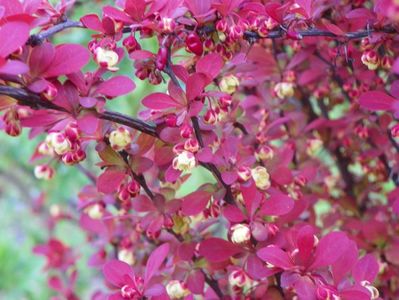 berberis Orange Rocket
