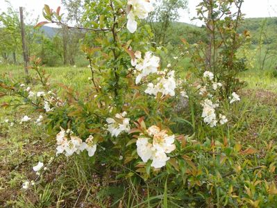 chaenomeles Nivalis