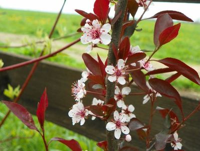 prunus cistena