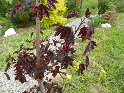 acer Crimson Sentry
