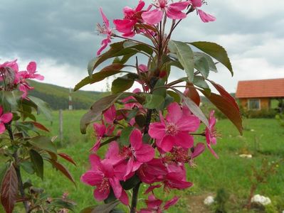 malus floribunda
