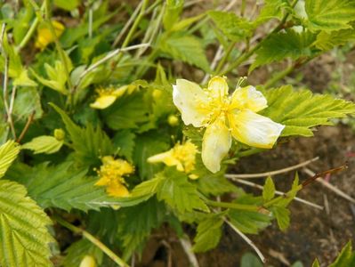 kerria Golden Guinea