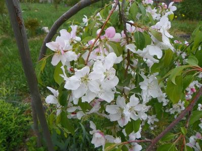 malus Sun Rival