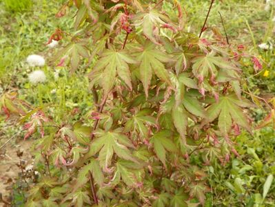 acer palmatum Asahi Zuru