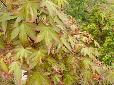 acer palmatum Asahi Zuru