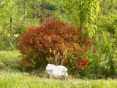 spiraea Magic Carpet si chaenomeles Clementine