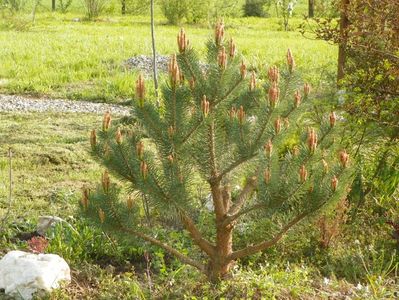 pinus watereri coafat