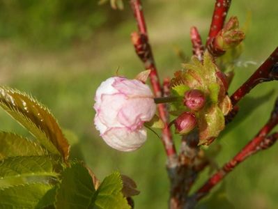 prunus Pink Perfection