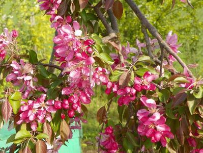 malus Cheal's Weeping
