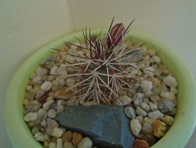 Echinocereus viridiflorus v. davisii