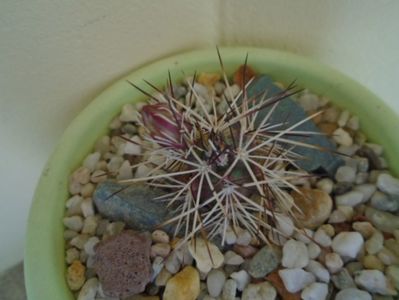 Echinocereus viridiflorus v. davisii