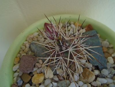 Echinocereus viridiflorus v. davisii