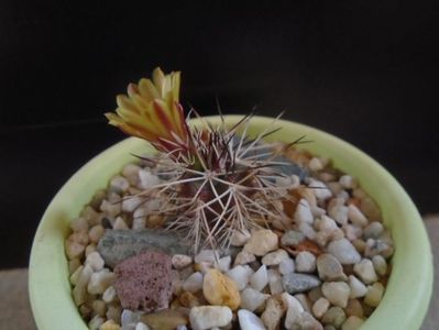 Echinocereus viridiflorus v. davisii