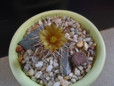 Echinocereus viridiflorus v. davisii