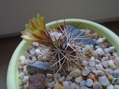 Echinocereus viridiflorus v. davisii