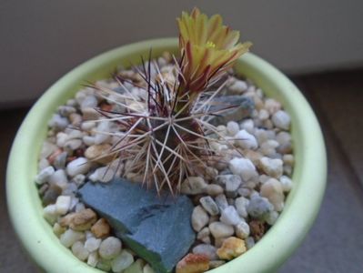 Echinocereus viridiflorus v. davisii