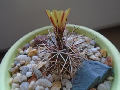 Echinocereus viridiflorus v. davisii