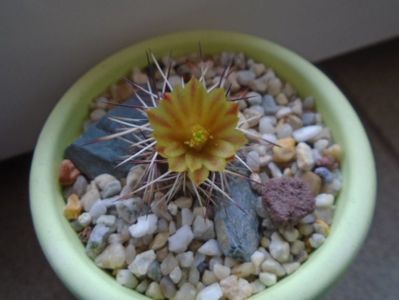 Echinocereus viridiflorus v. davisii