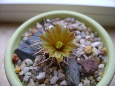 Echinocereus viridiflorus v. davisii