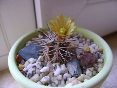 Echinocereus viridiflorus v. davisii