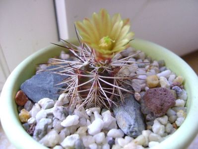 Echinocereus viridiflorus v. davisii