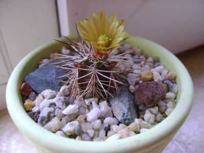 Echinocereus viridiflorus v. davisii