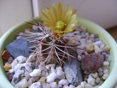 Echinocereus viridiflorus v. davisii