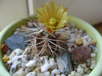 Echinocereus viridiflorus v. davisii