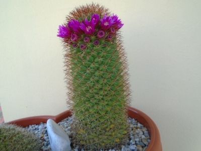 Mammillaria backebergiana