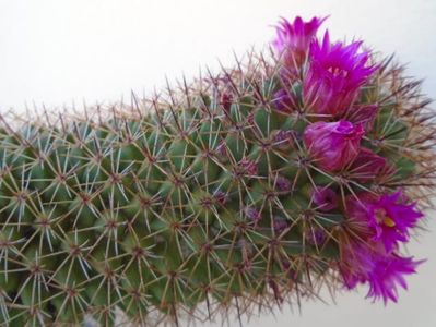 Mammillaria backebergiana