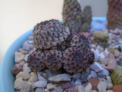 Sulcorebutia rauschii f. violacidermis